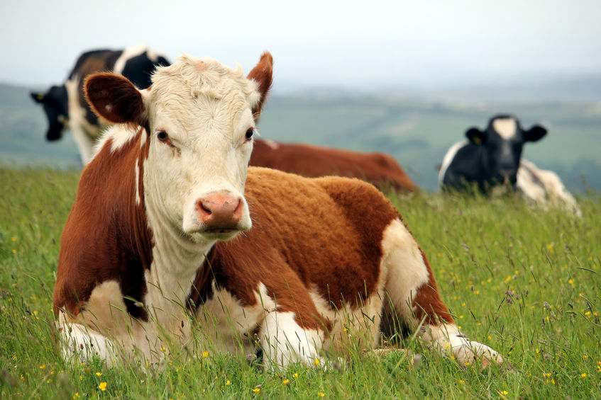 Meat and dairy cold storage